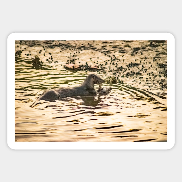 Otter in water Sticker by KensLensDesigns